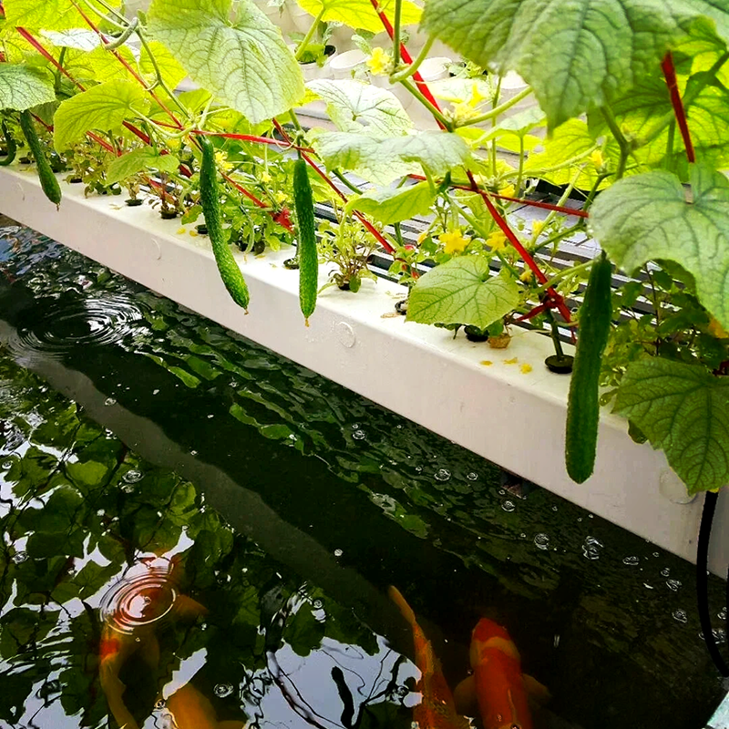 沈阳市薄膜大棚鱼菜共生 - 厂家